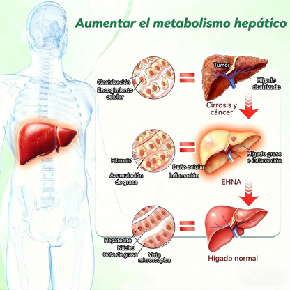 BELLAVORA® Moringa Berberine × NAD Parche 10-en-1 de Nanomicroagujas